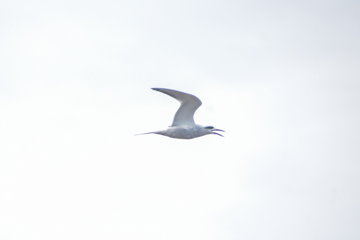 Snowy-crowned Tern - ML620790997