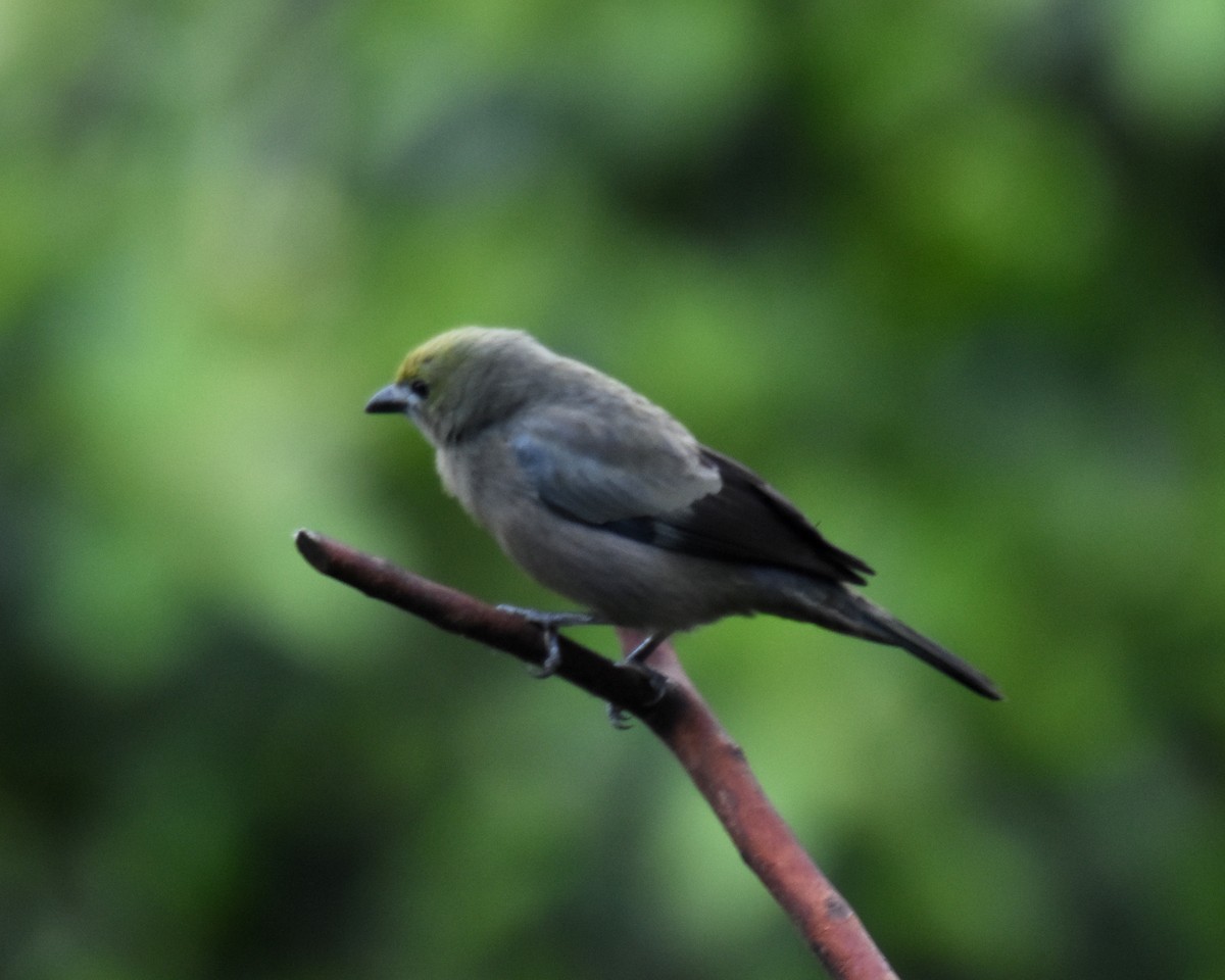 Palm Tanager - ML620791014