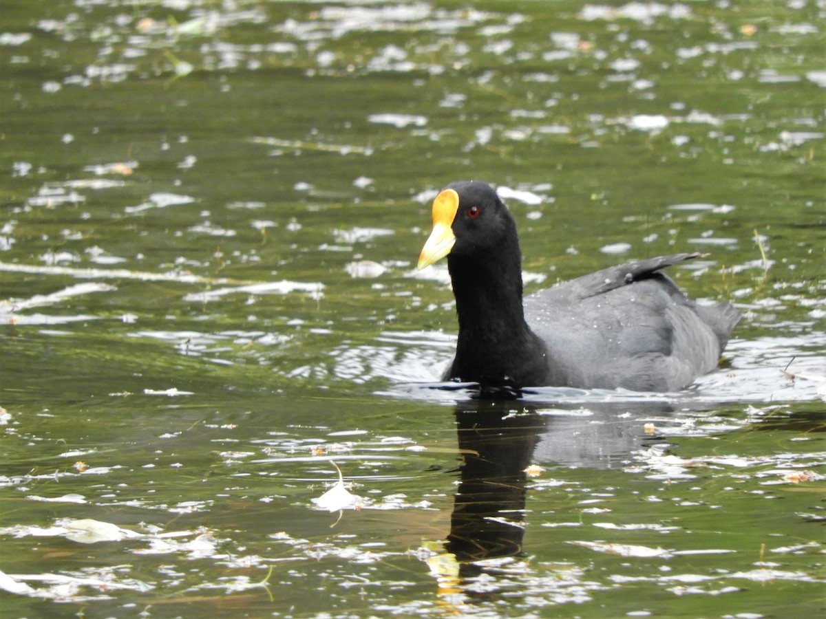 White-winged Coot - ML620791043