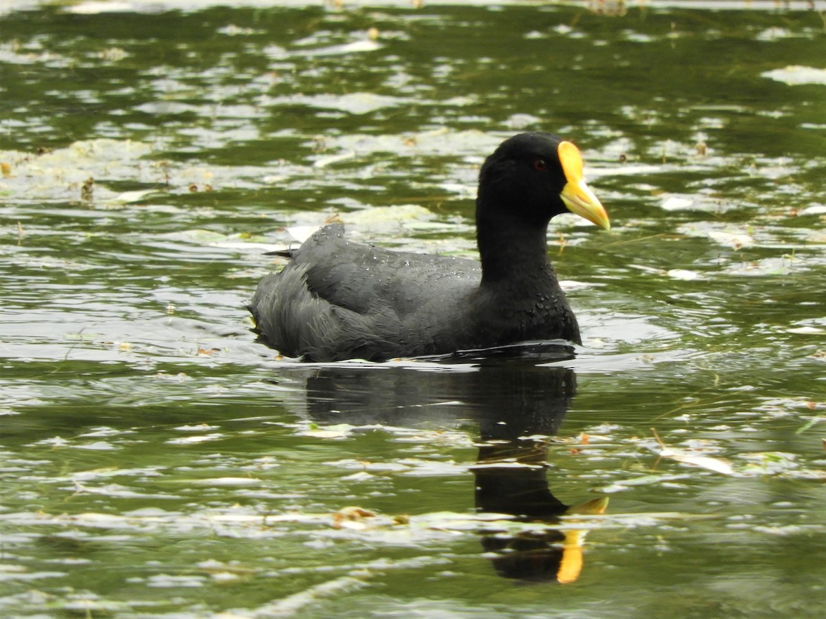 White-winged Coot - ML620791044