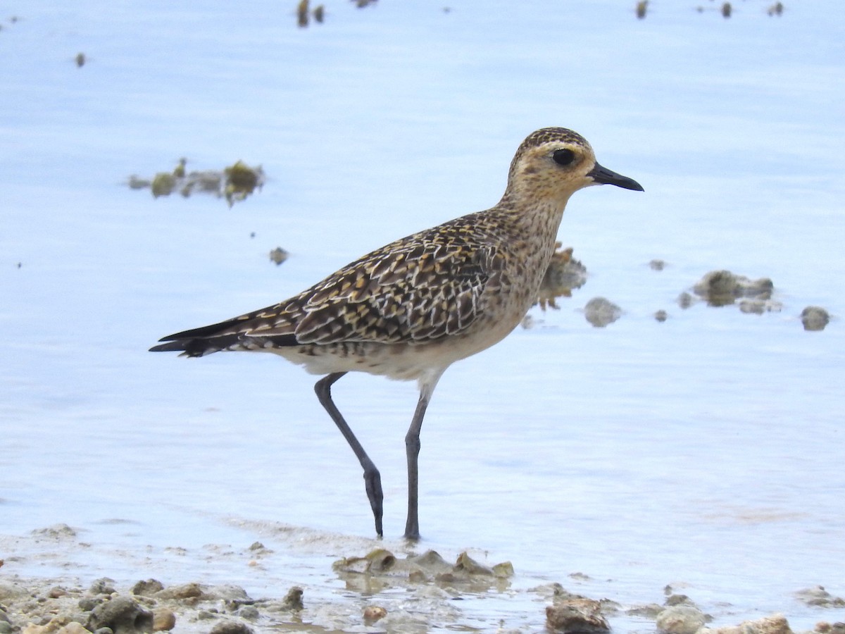 Pacific Golden-Plover - Alec Cowles