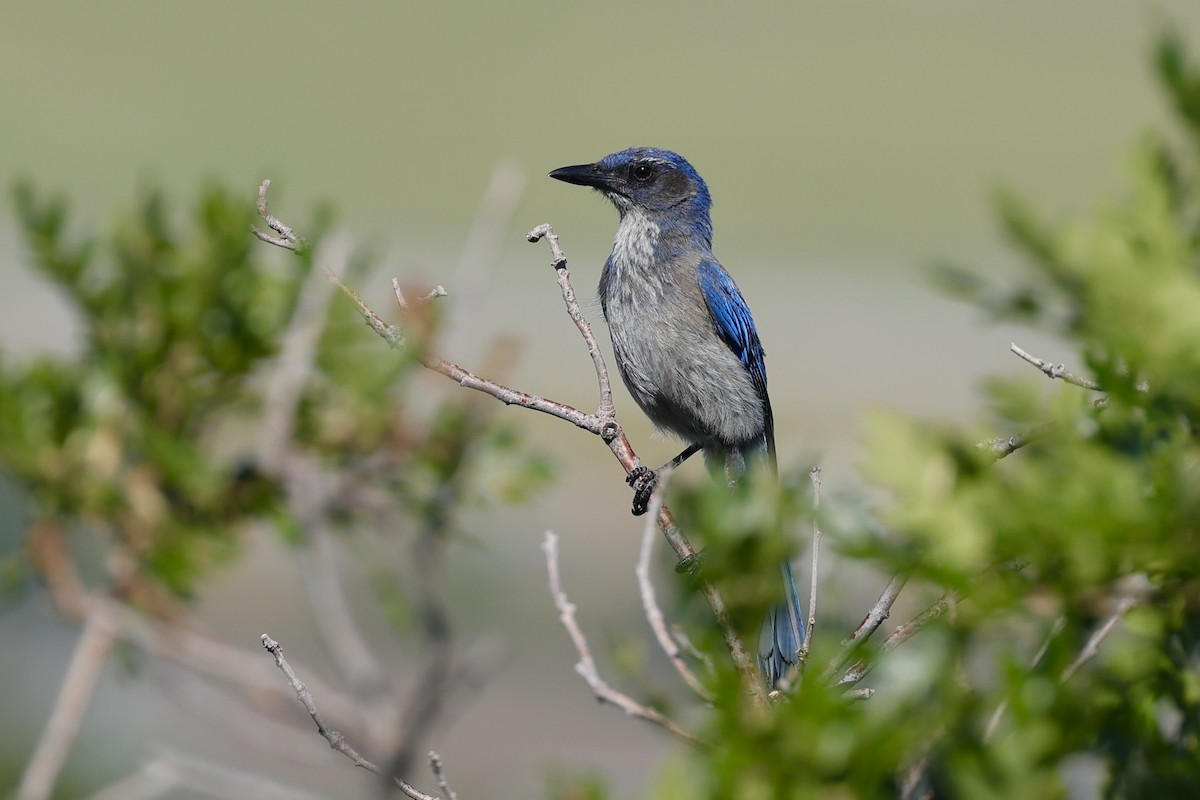 Woodhouse's Scrub-Jay - ML620791055