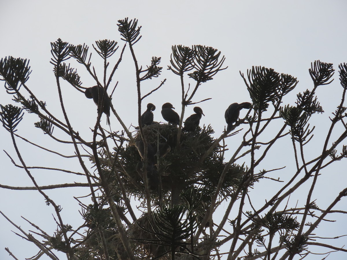 Double-crested Cormorant - ML620791057