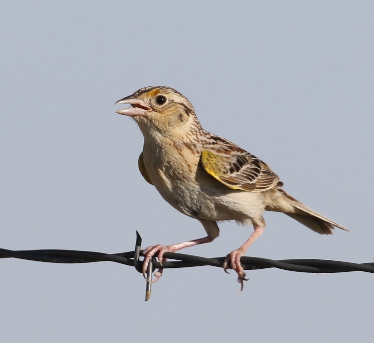 Grasshopper Sparrow - ML620791065