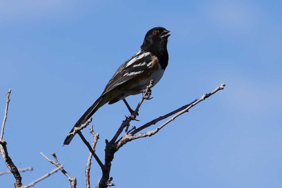 Spotted Towhee - ML620791072