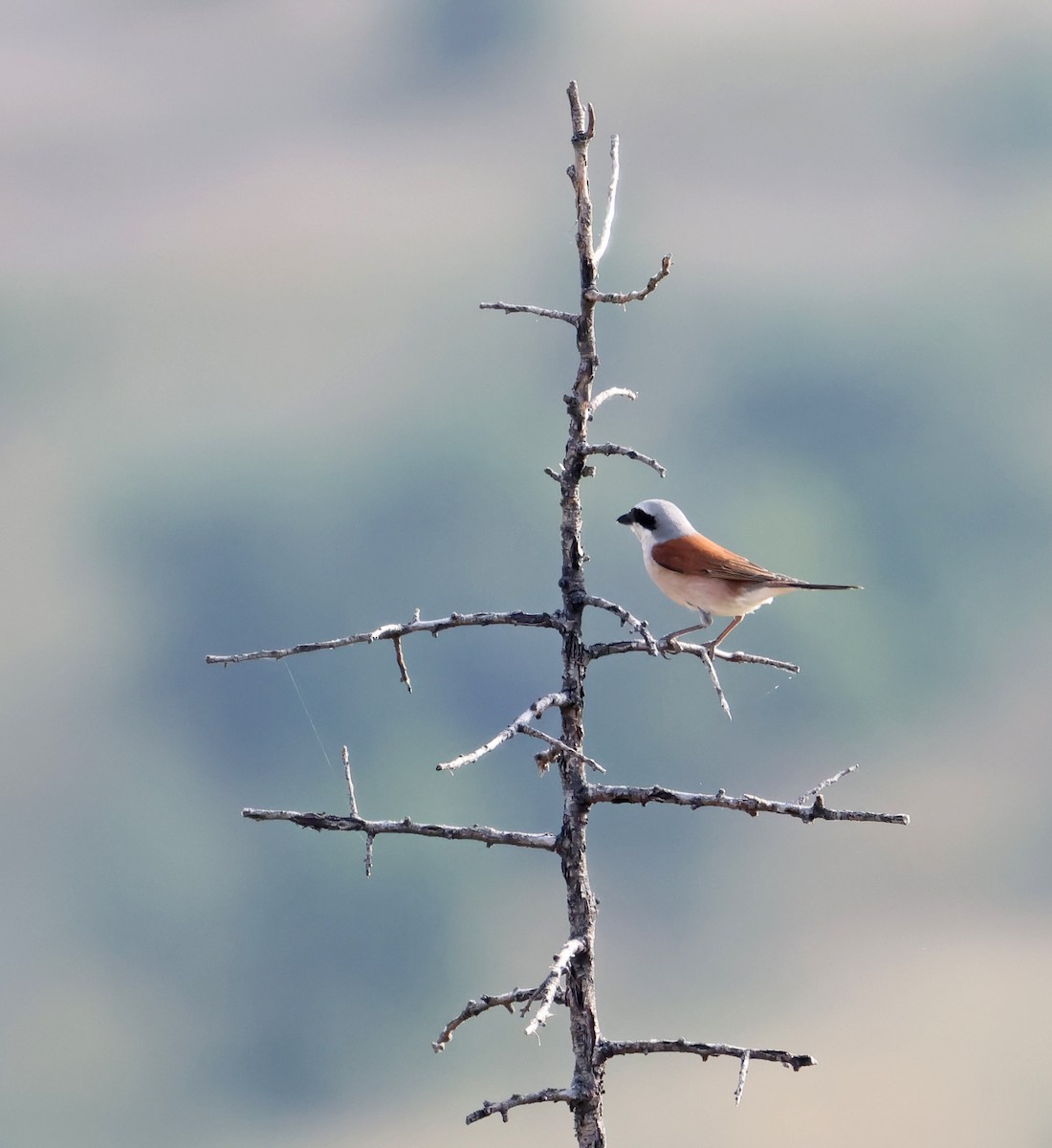 Red-backed Shrike - ML620791073