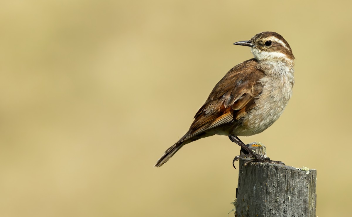 Chestnut-winged Cinclodes - ML620791090