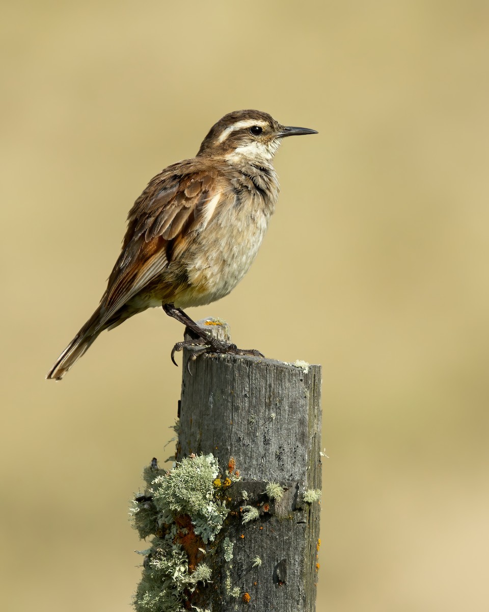 Chestnut-winged Cinclodes - ML620791091