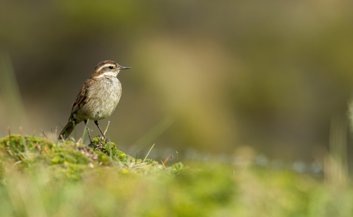 Chestnut-winged Cinclodes - ML620791092