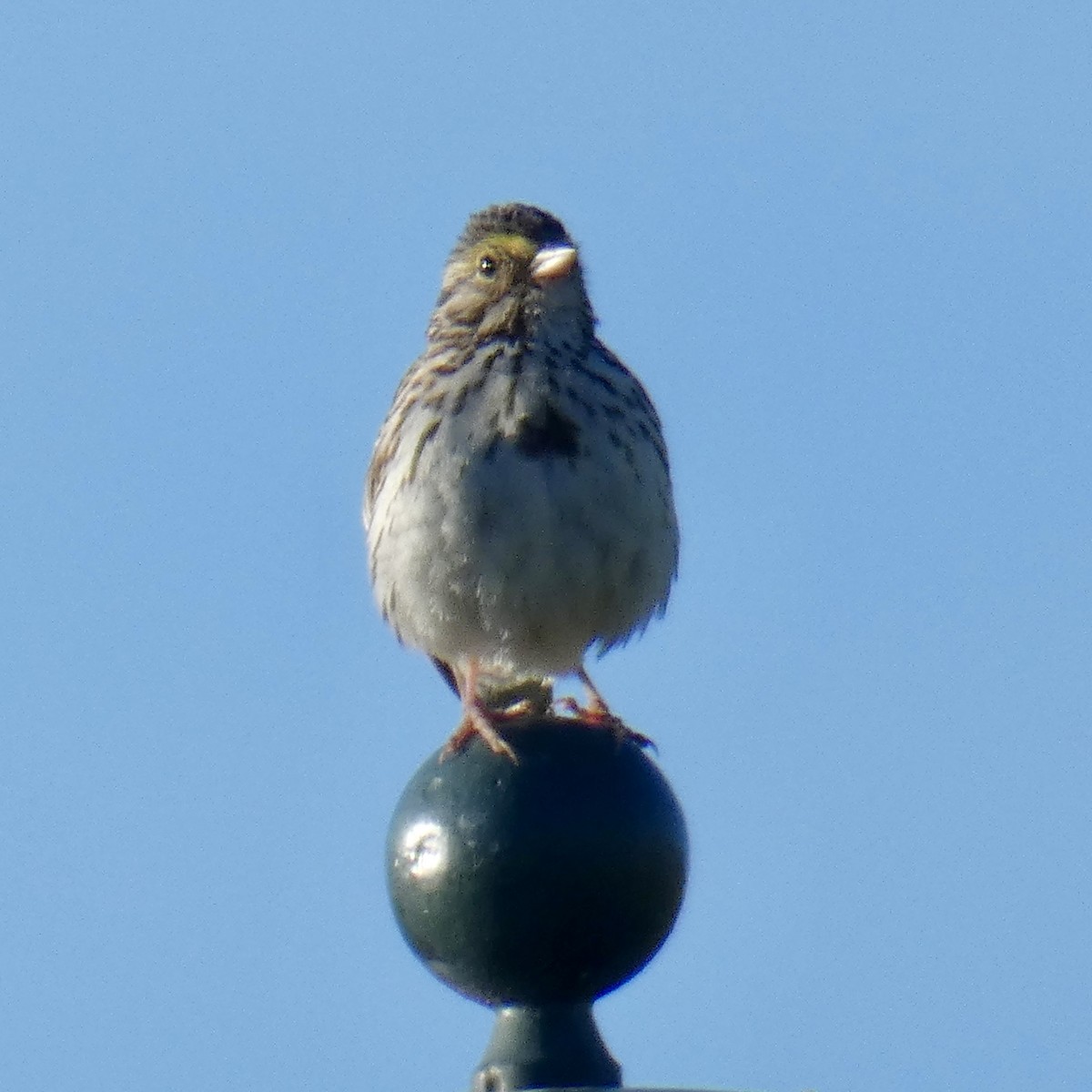 Savannah Sparrow - Tahira Probst