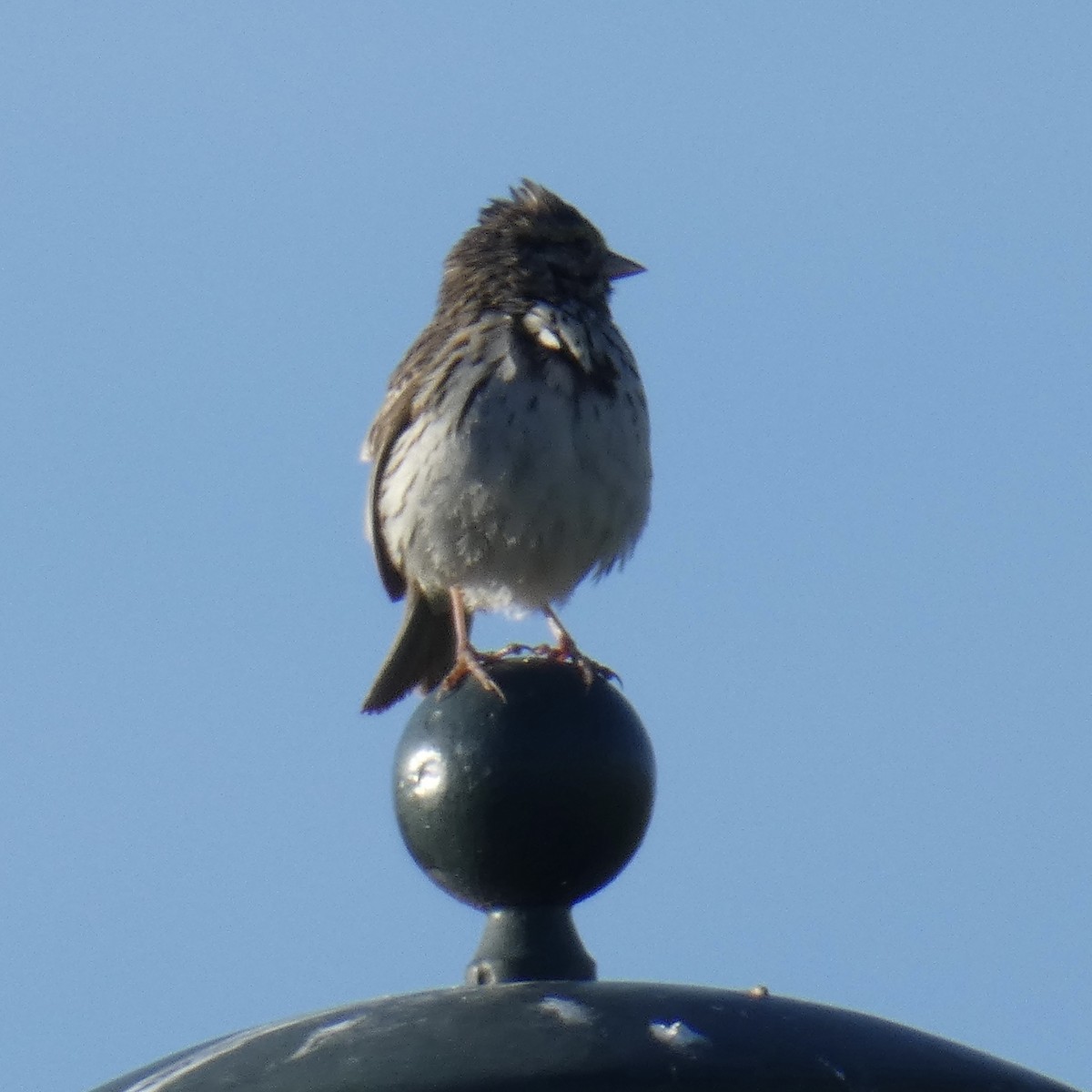 Savannah Sparrow - Tahira Probst