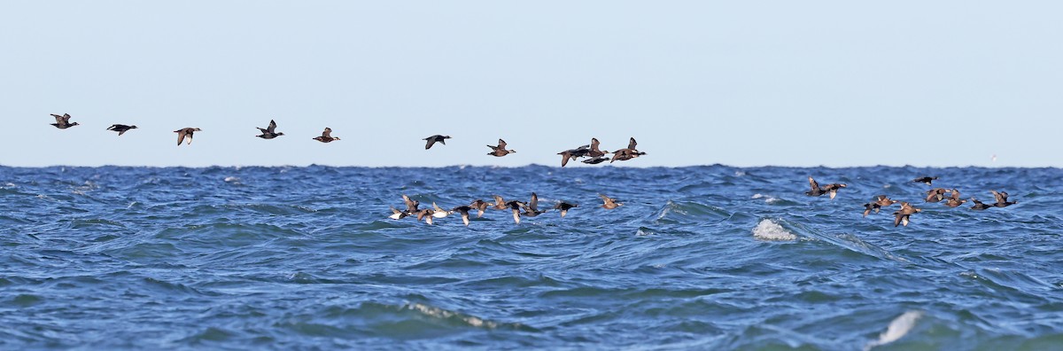 Common Scoter - ML620791096