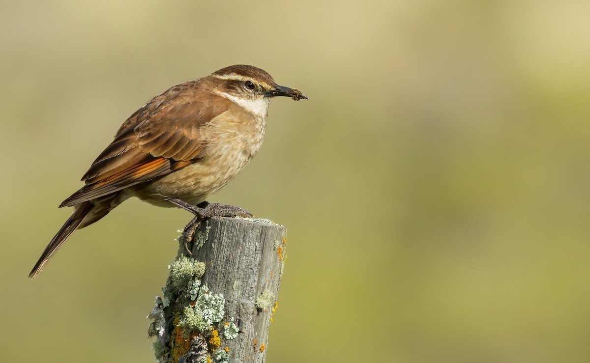 Stout-billed Cinclodes - ML620791100