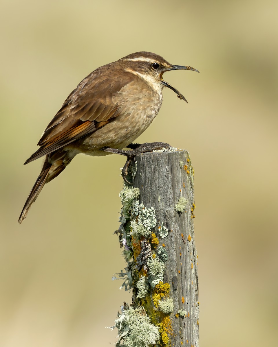 Stout-billed Cinclodes - Connor Cochrane