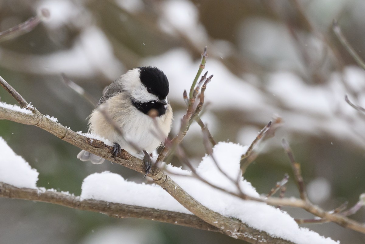 Carolina Chickadee - ML620791104