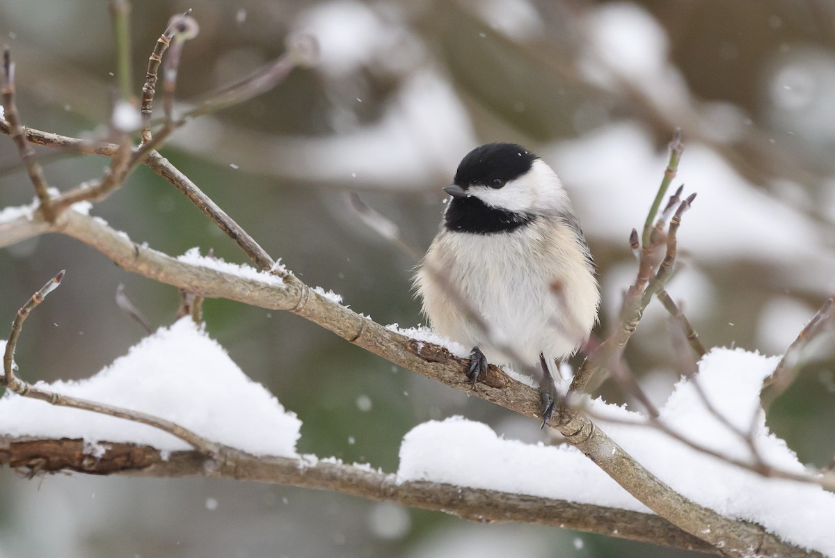 Carolina Chickadee - ML620791105