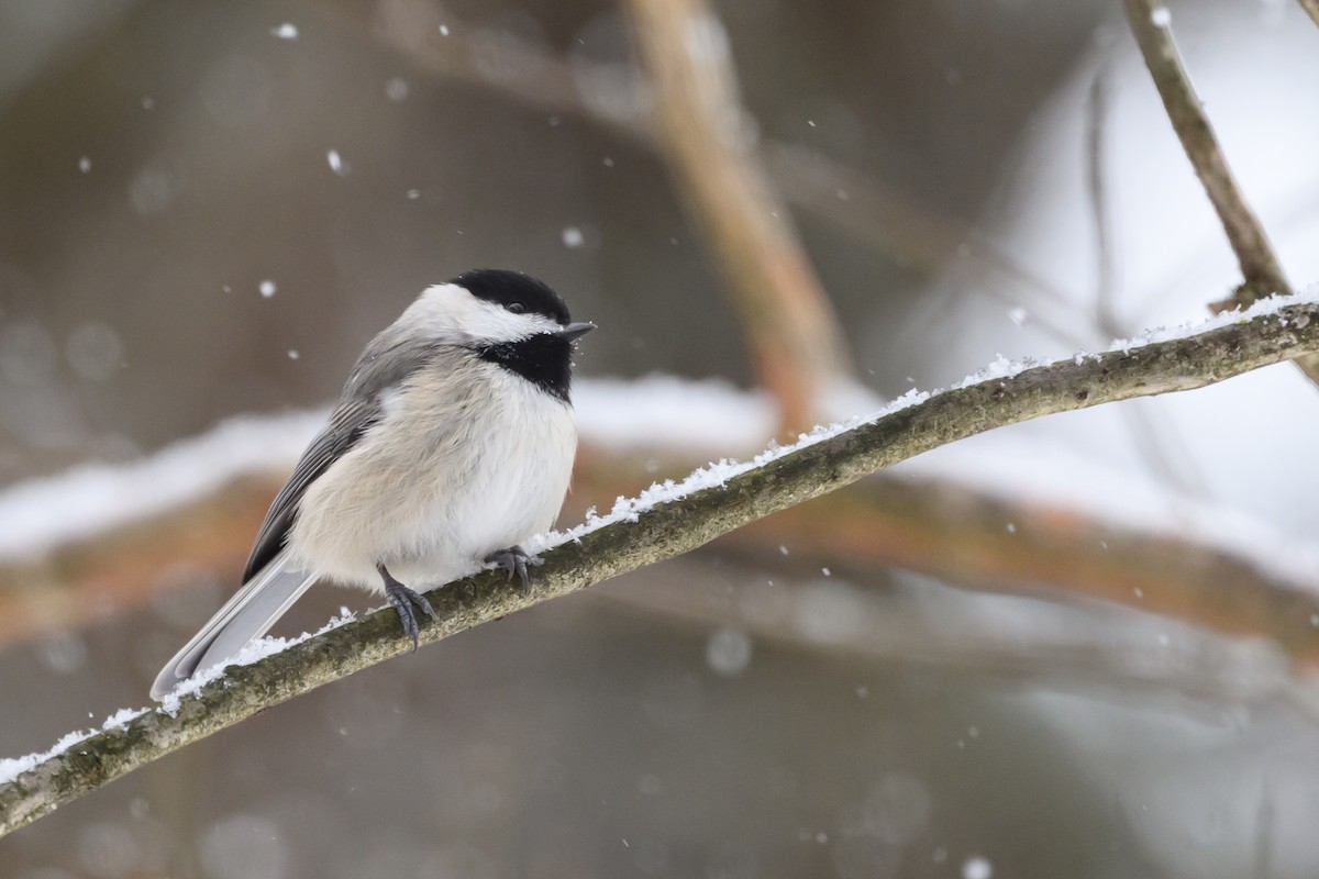 Carolina Chickadee - ML620791106