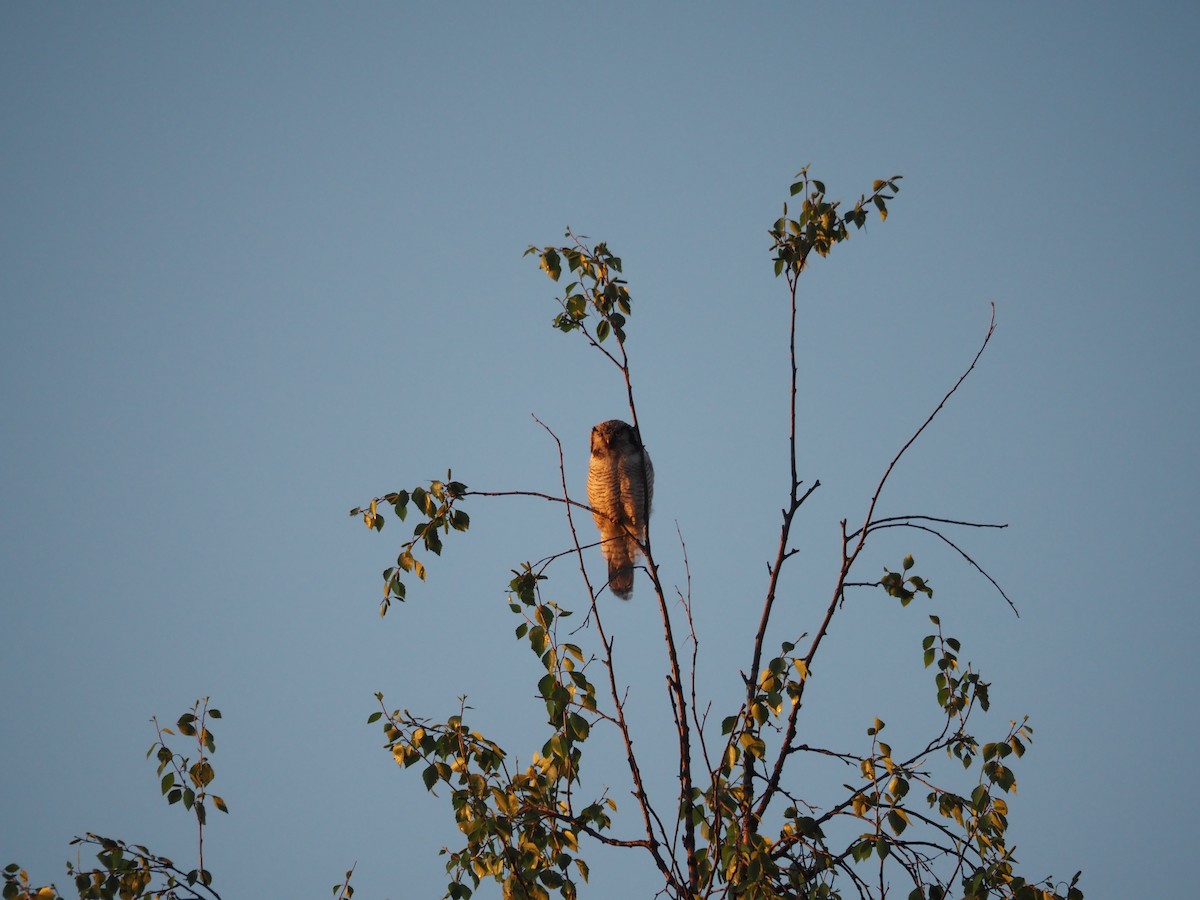 Northern Hawk Owl - david parsley