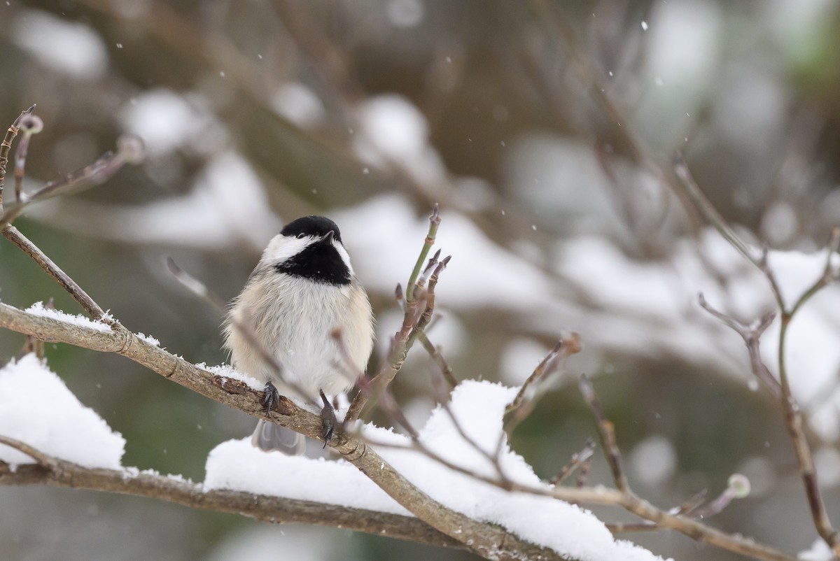 Carolina Chickadee - ML620791108