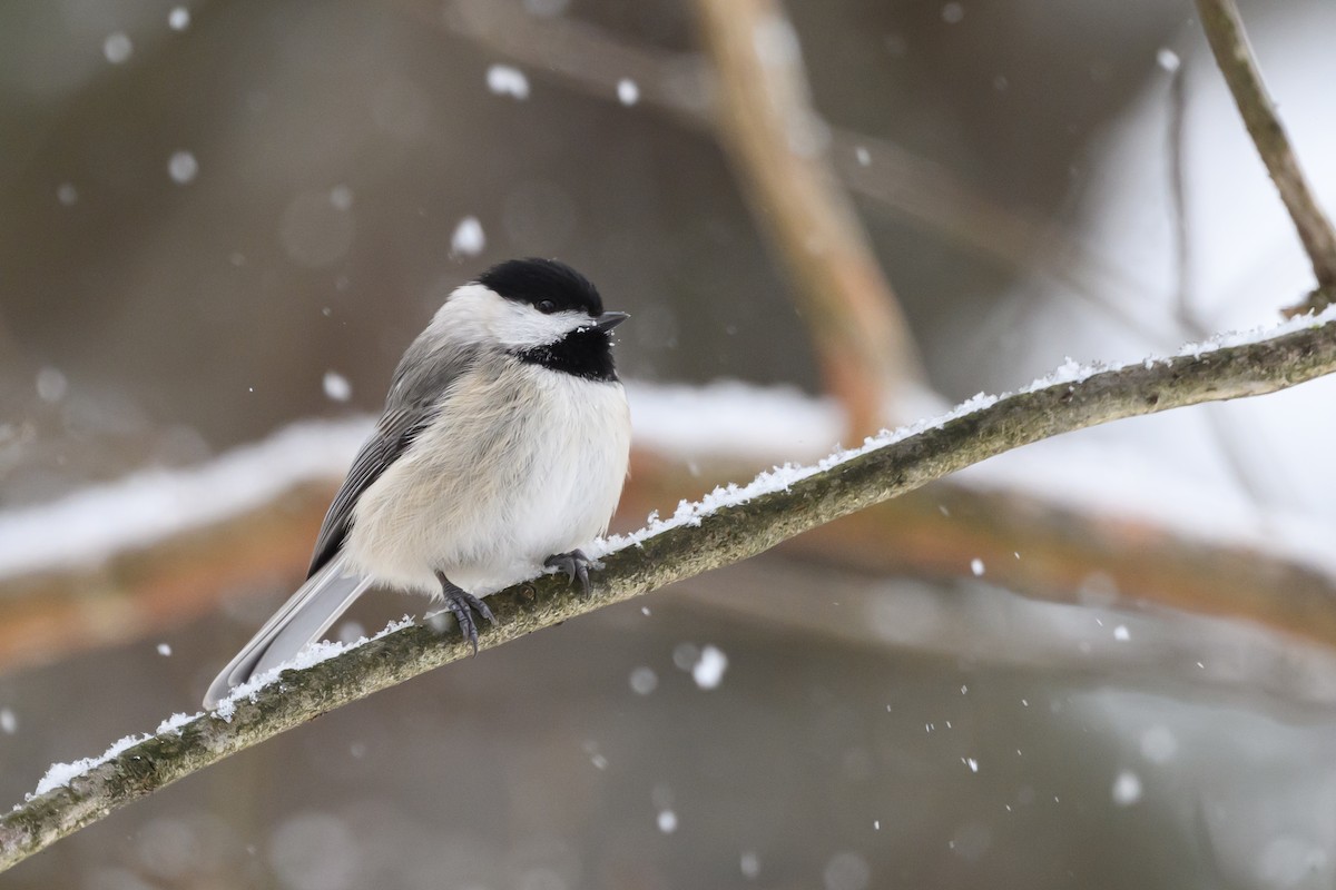 Carolina Chickadee - ML620791110