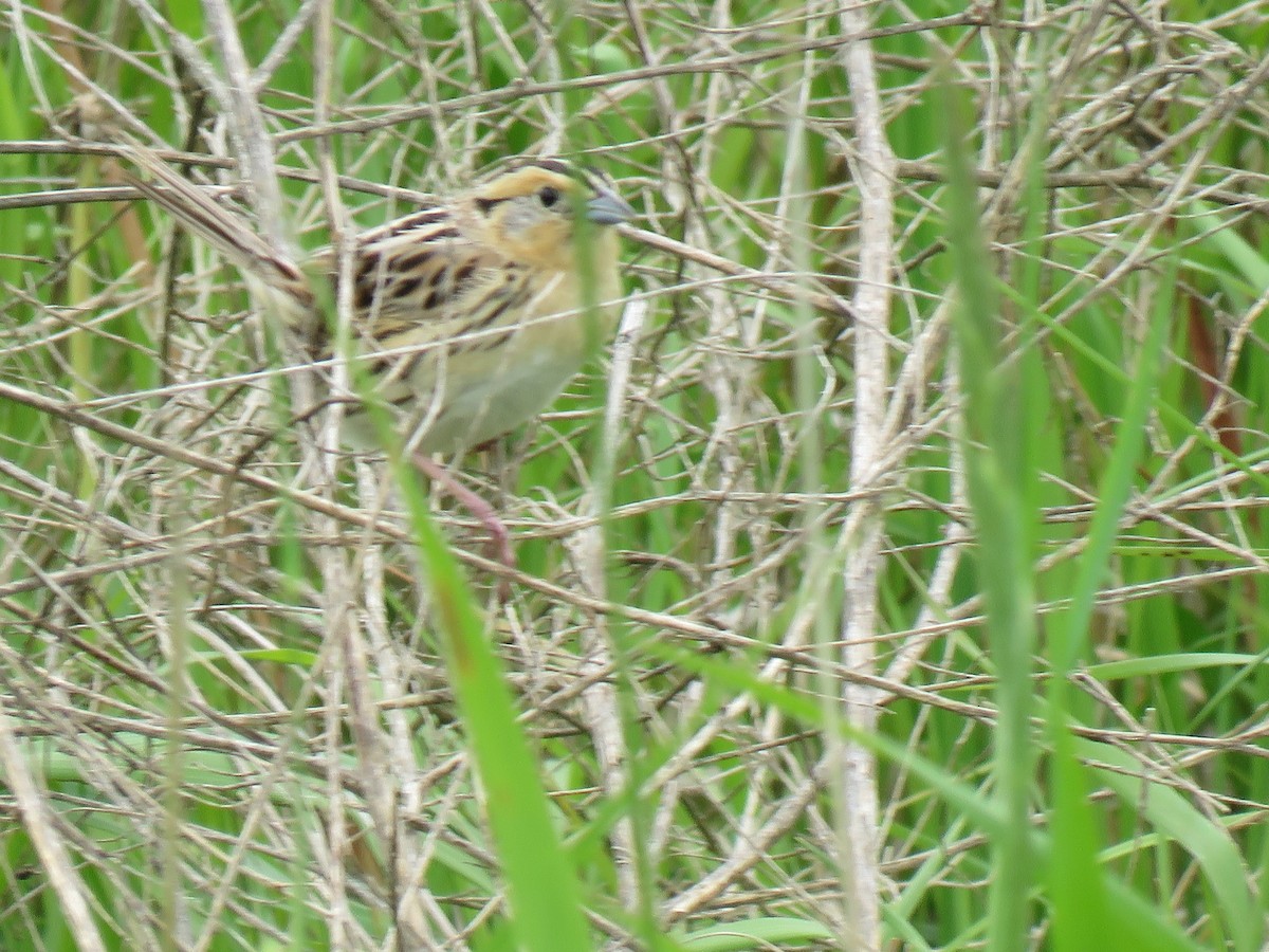 LeConte's Sparrow - ML620791111