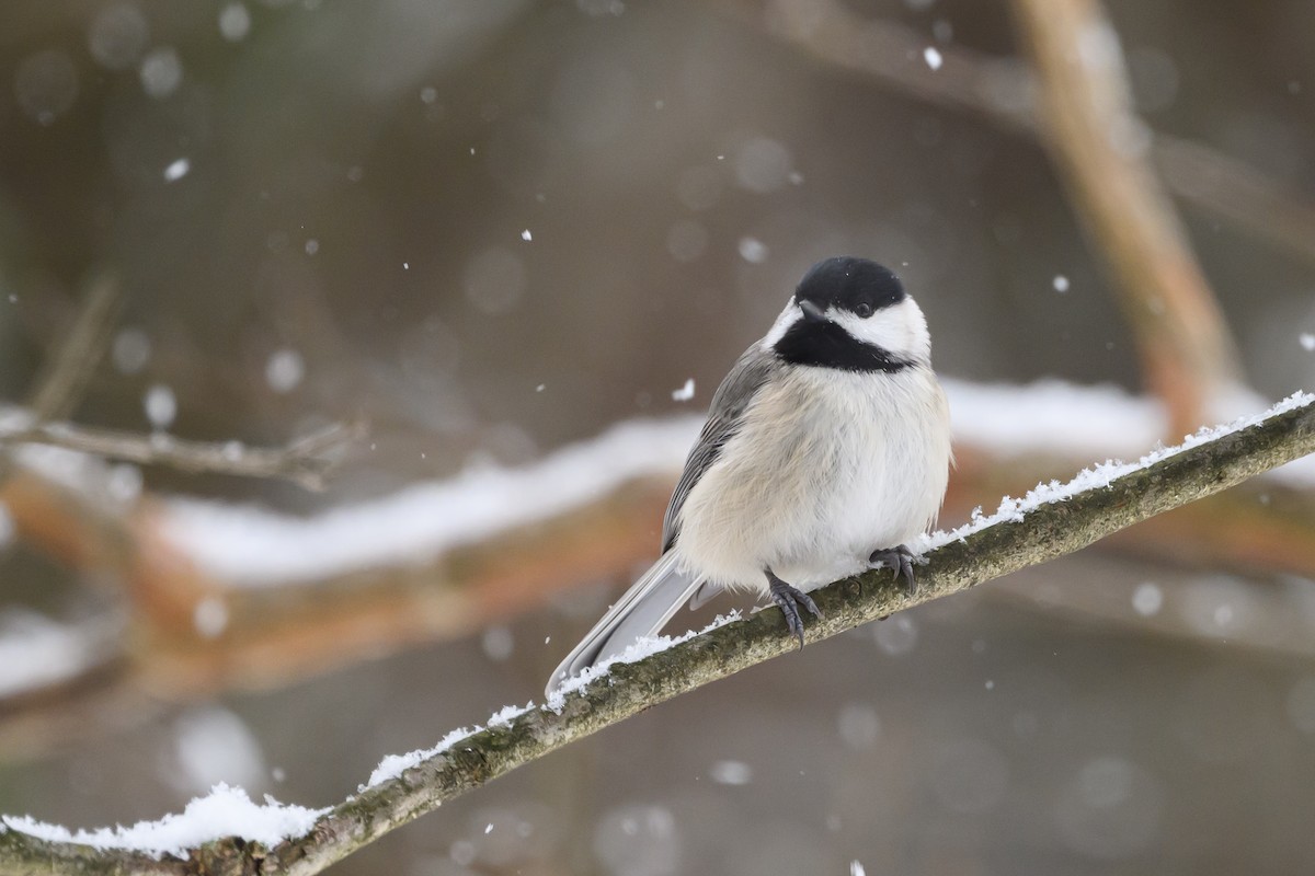 Carolina Chickadee - ML620791112