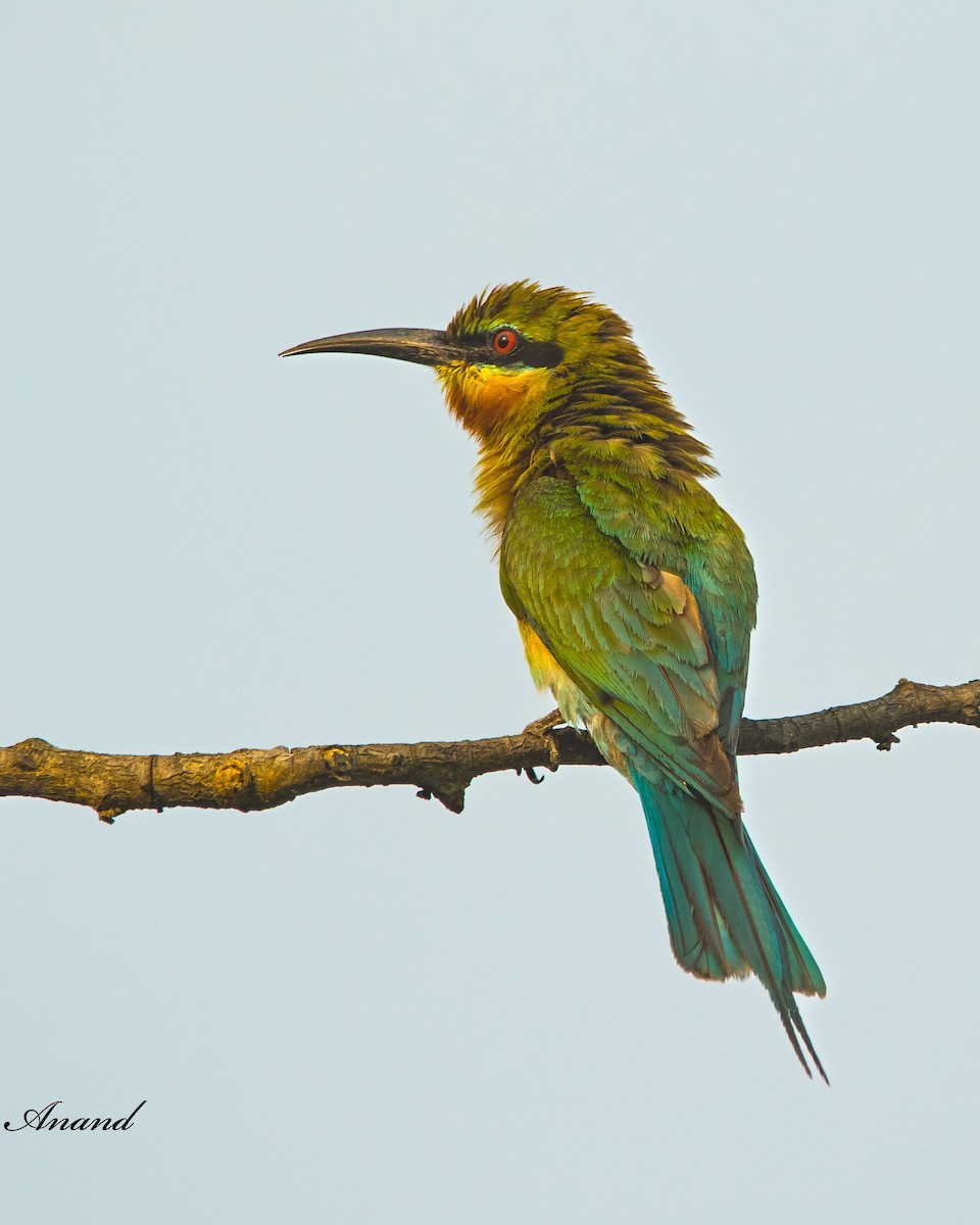 Blue-tailed Bee-eater - ML620791113