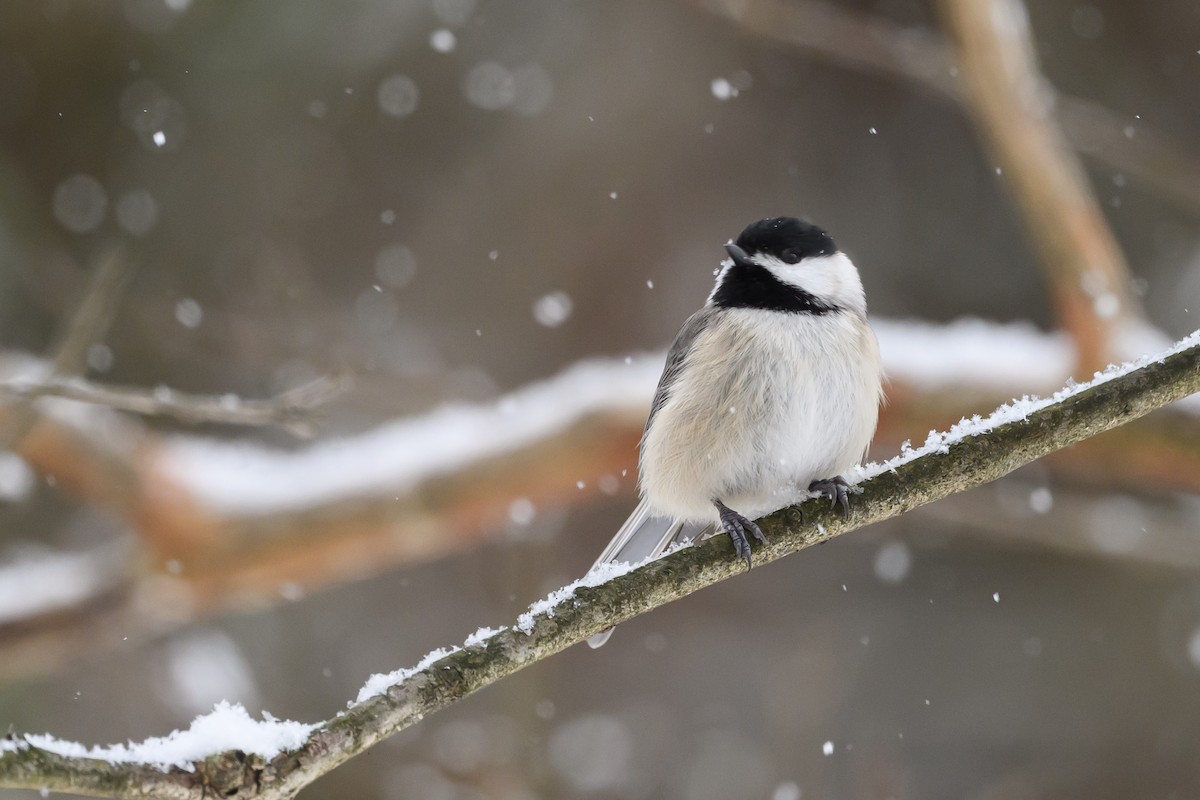 Carolina Chickadee - ML620791114