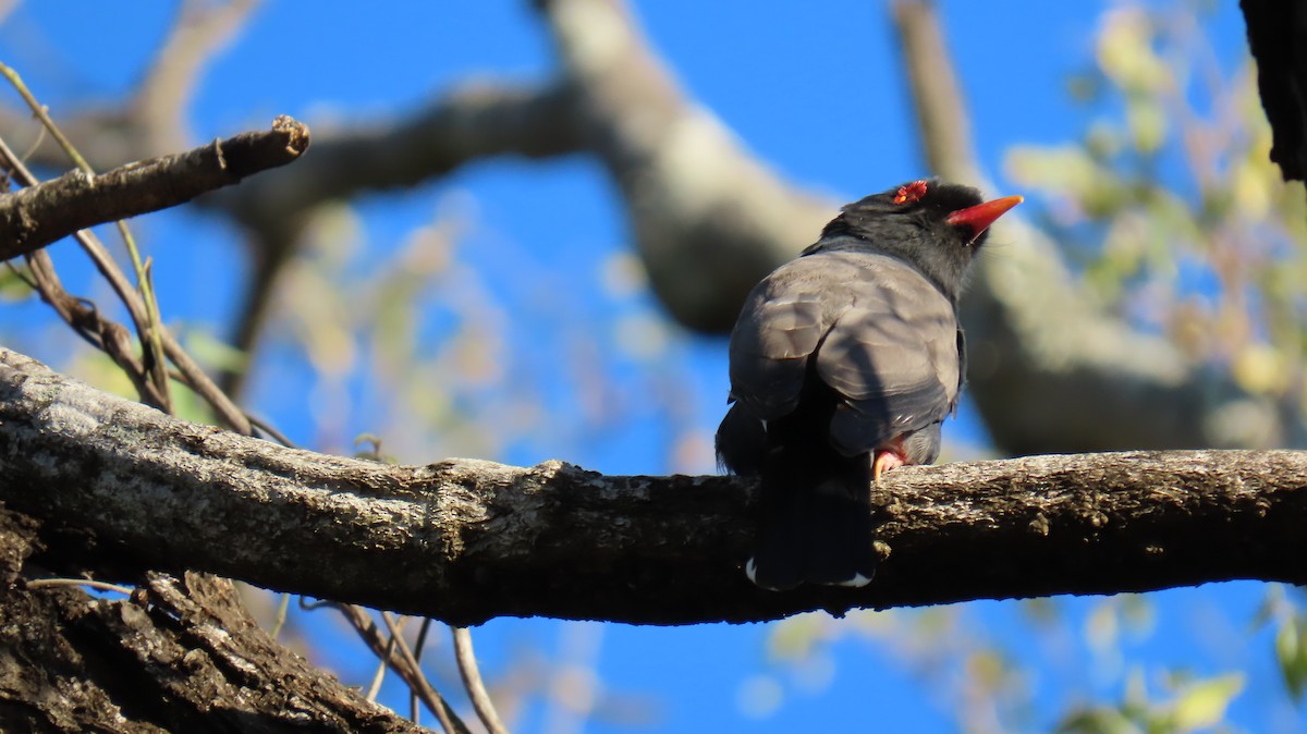 Retz's Helmetshrike - ML620791116