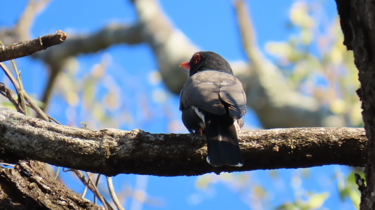 Retz's Helmetshrike - ML620791117