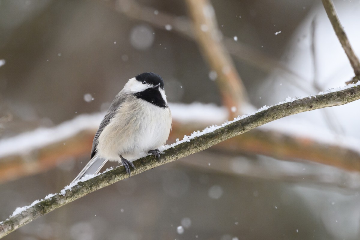 Carolina Chickadee - ML620791118