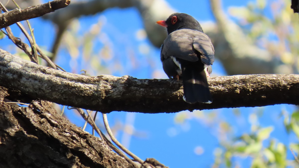 Retz's Helmetshrike - ML620791119