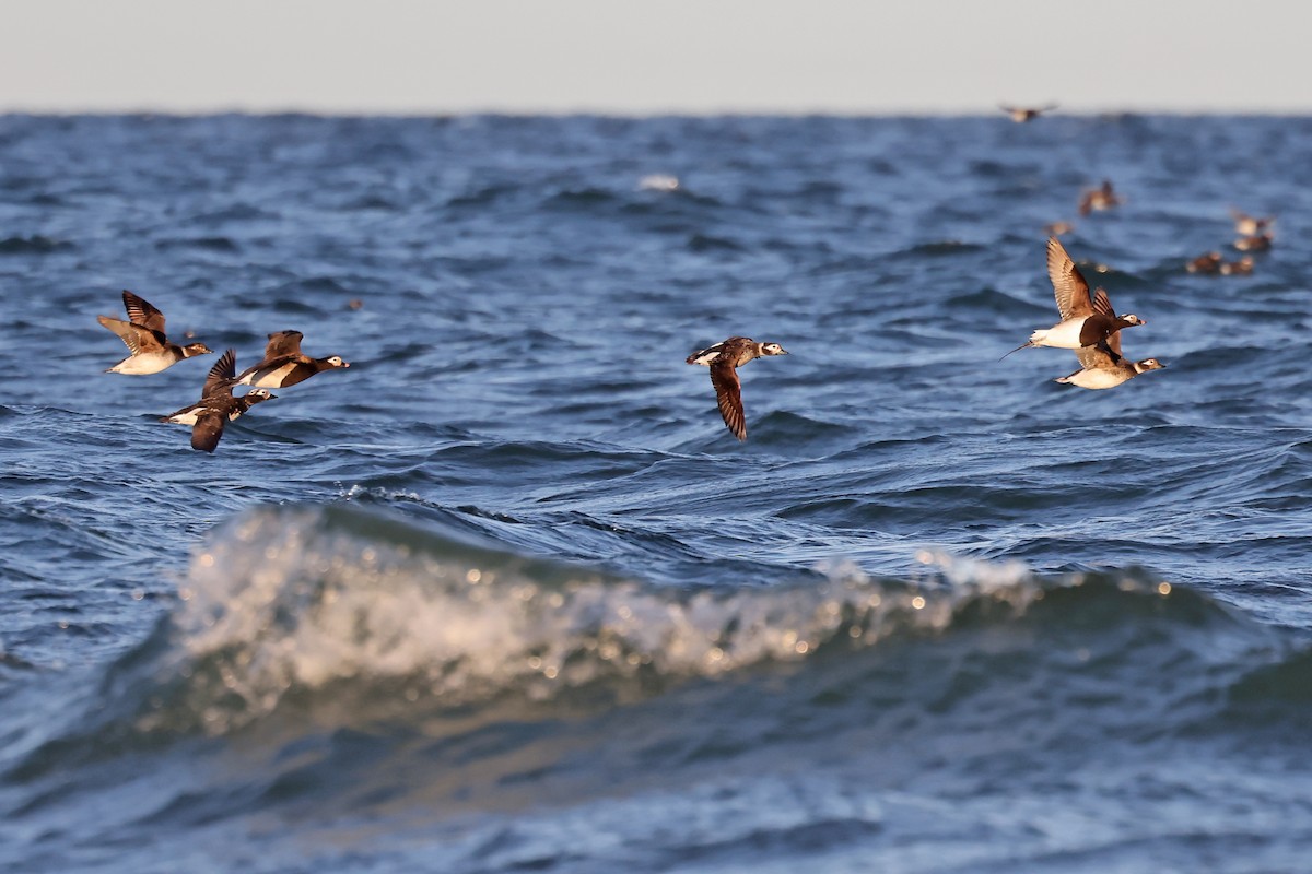 Long-tailed Duck - ML620791122