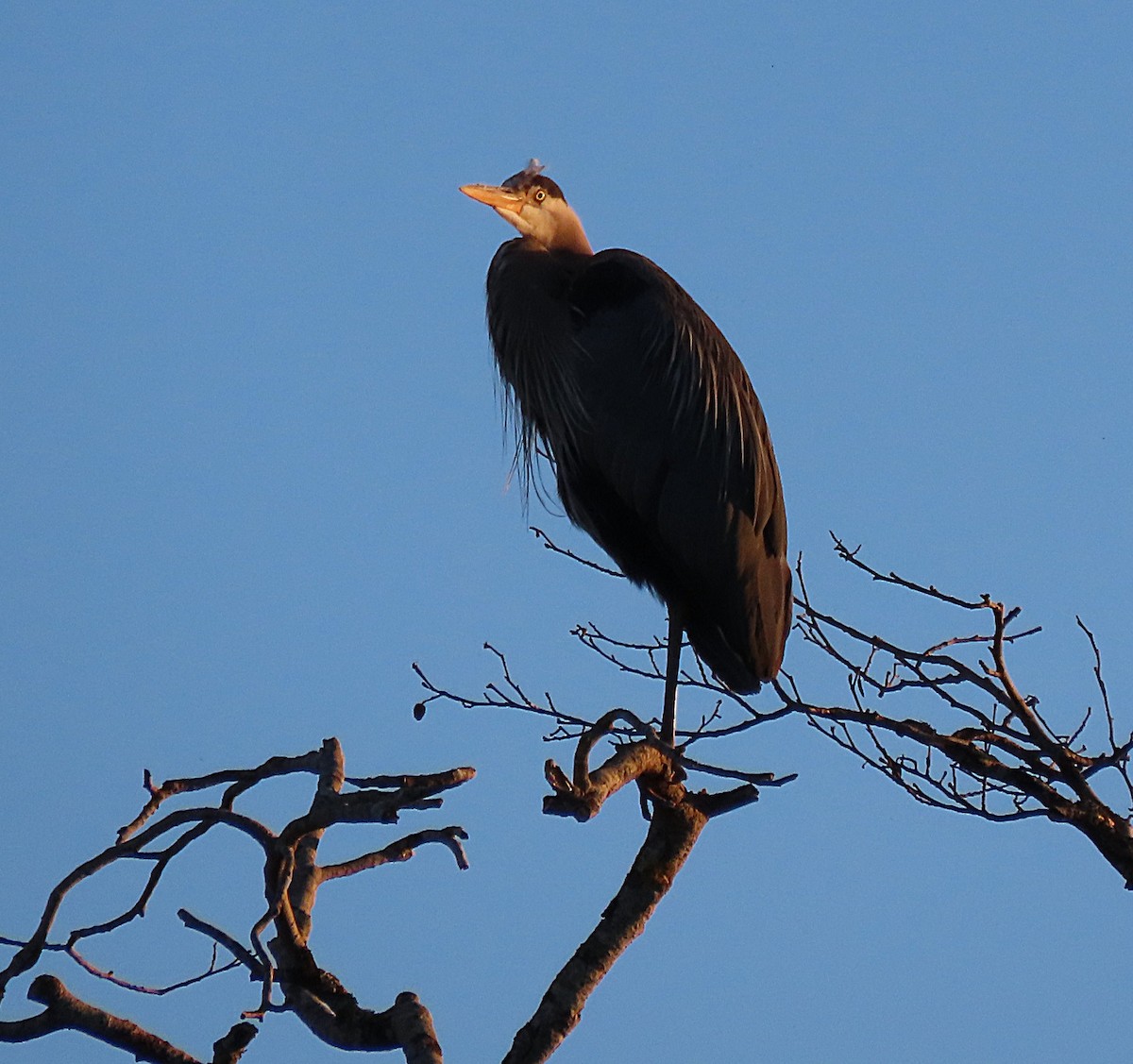 Great Blue Heron - ML620791123