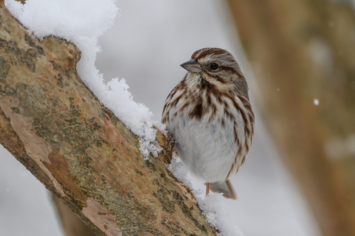 Song Sparrow - ML620791125