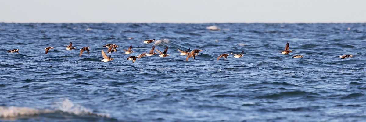 Long-tailed Duck - ML620791128