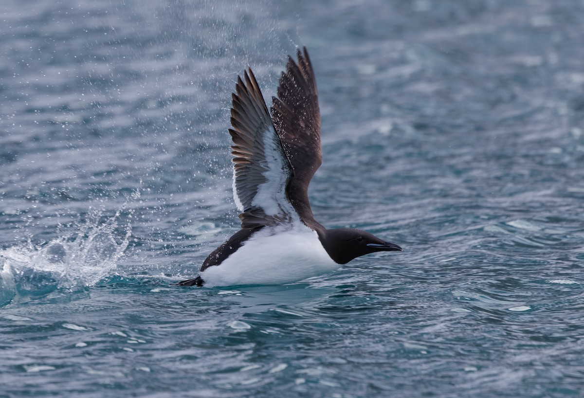 Thick-billed Murre - ML620791140