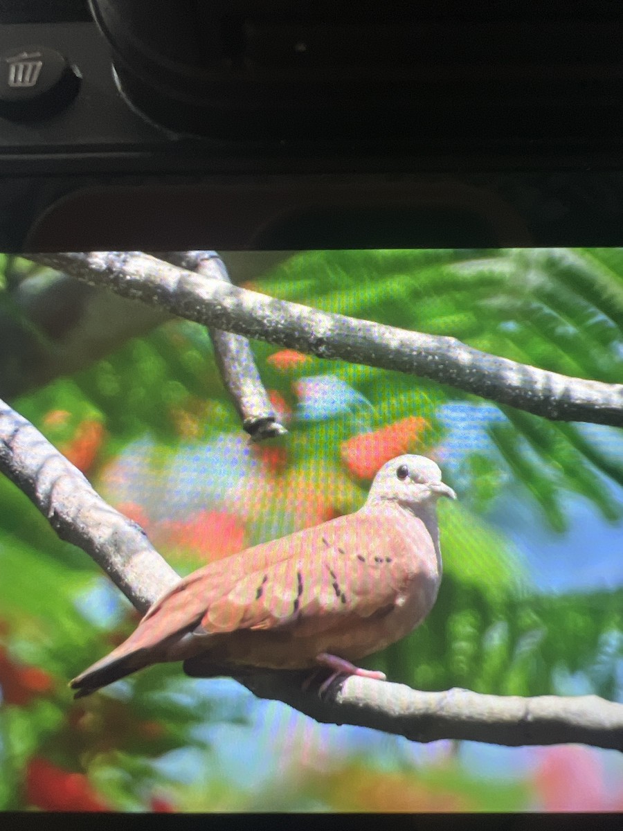 Ruddy Ground Dove - ML620791147