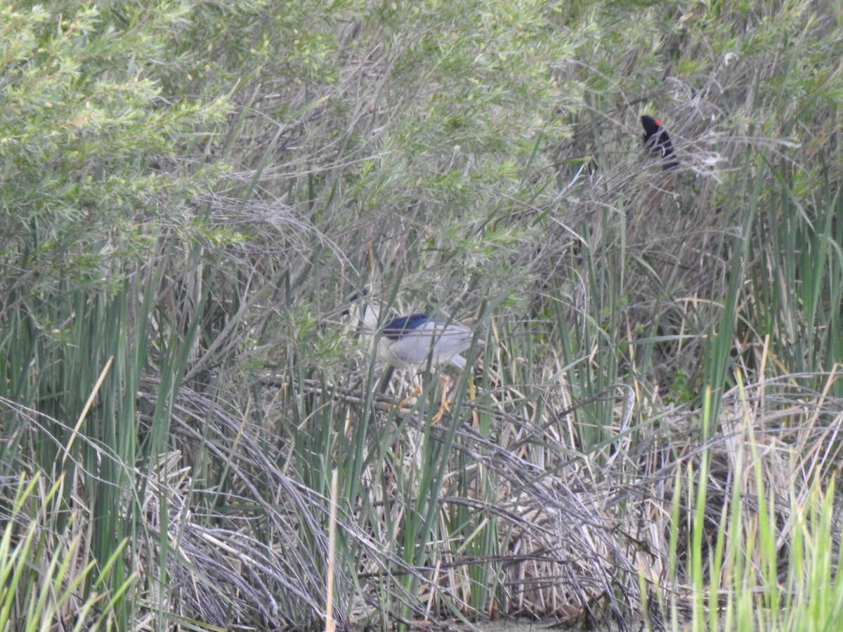 Black-crowned Night Heron - ML620791153