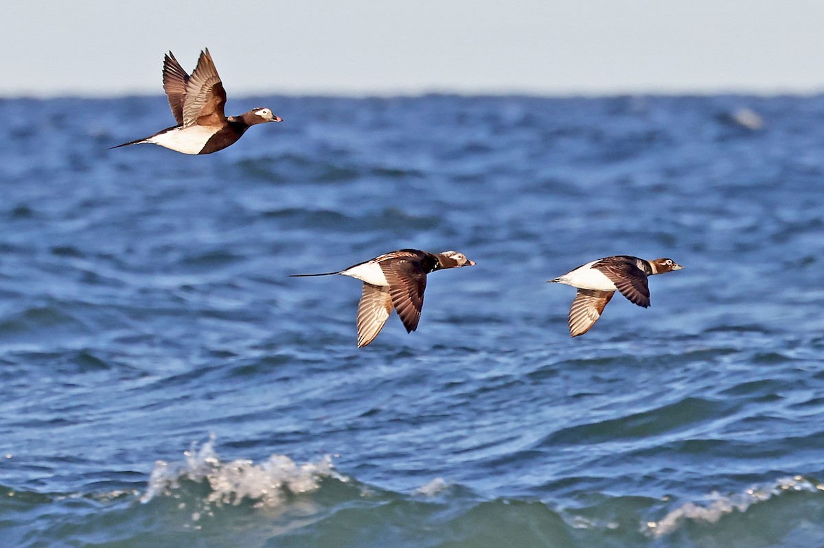 Long-tailed Duck - ML620791157