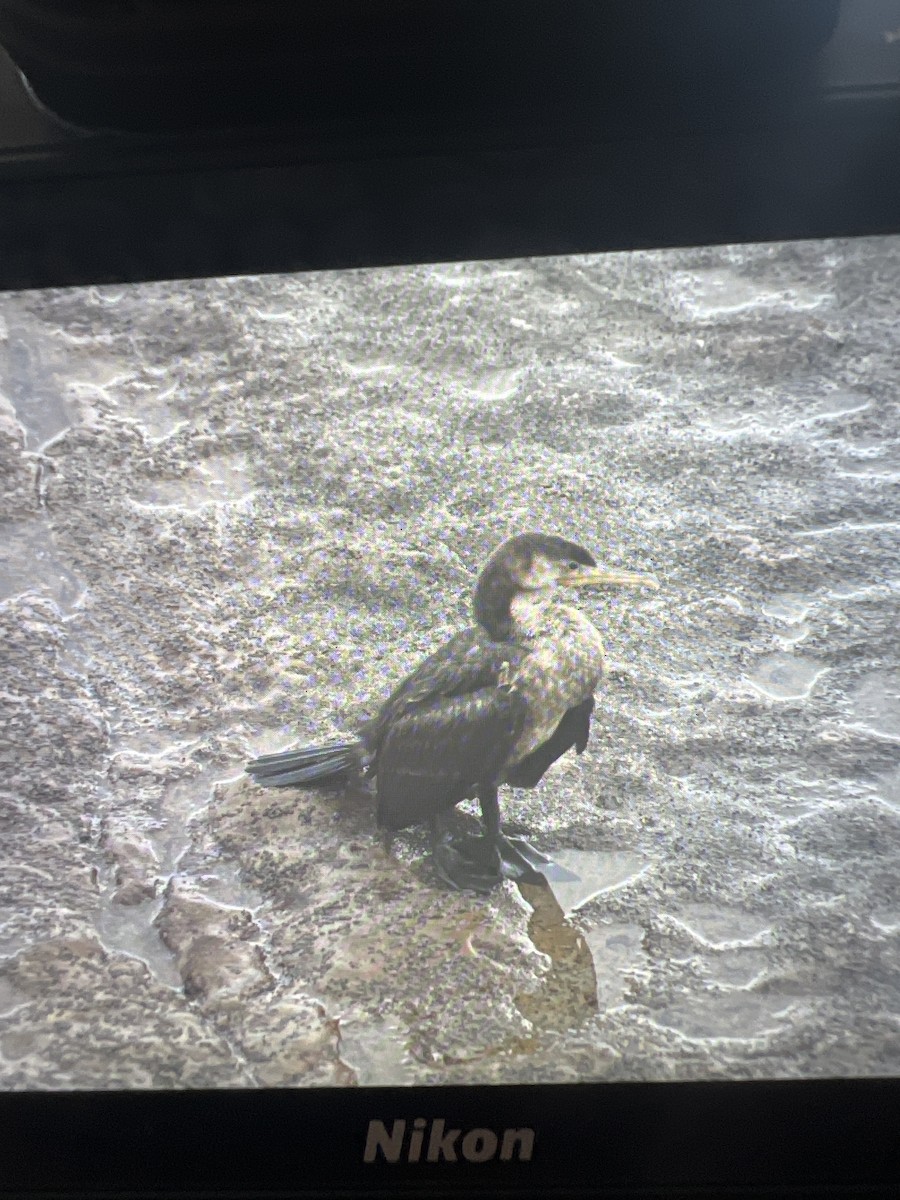 Neotropic Cormorant - Anonymous