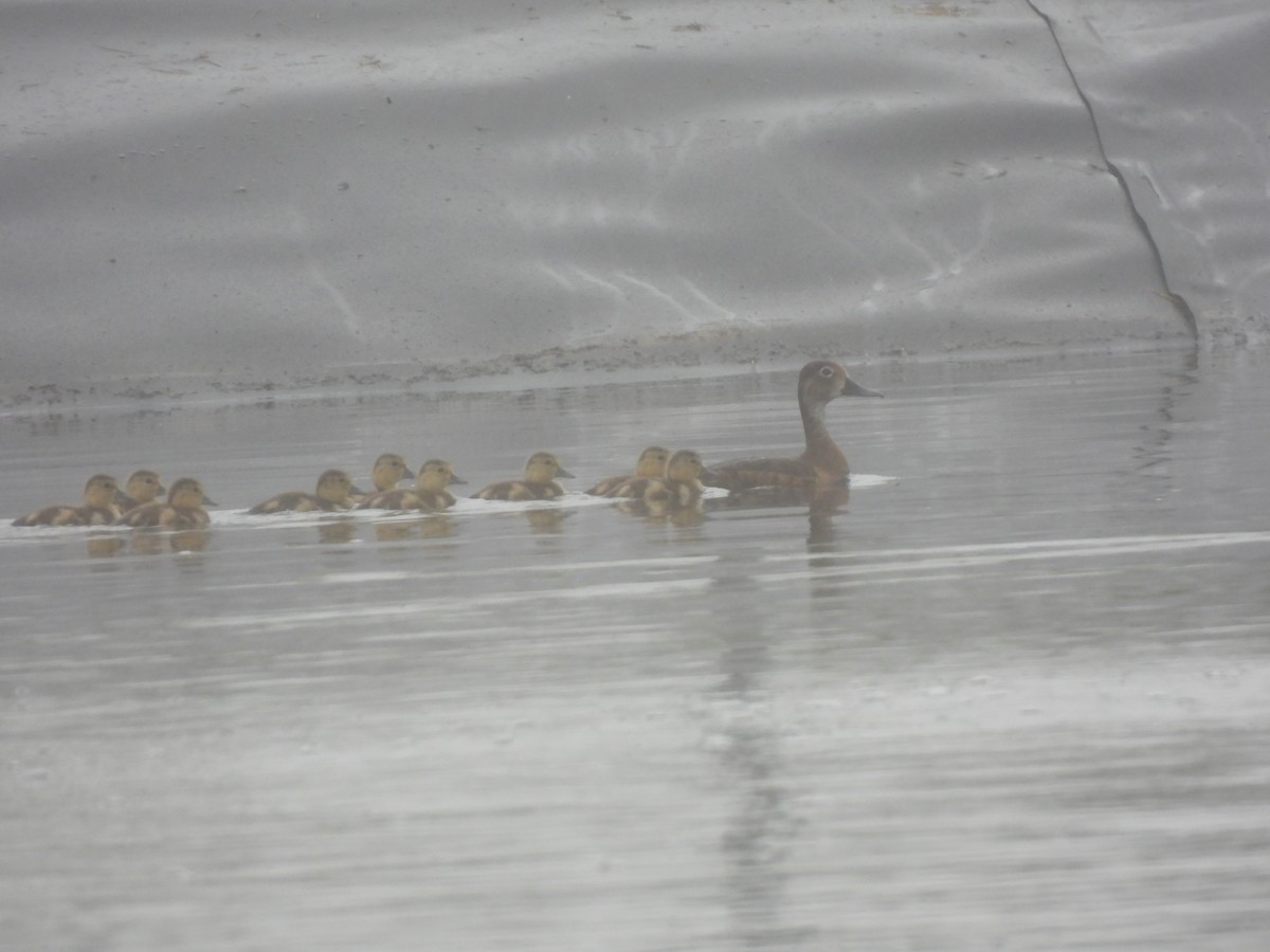 Ring-necked Duck - ML620791161