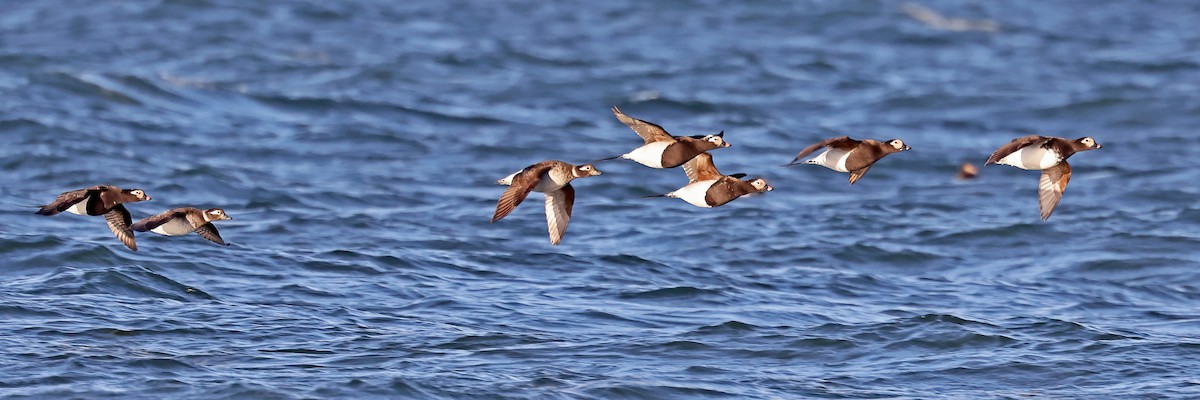 Long-tailed Duck - ML620791163