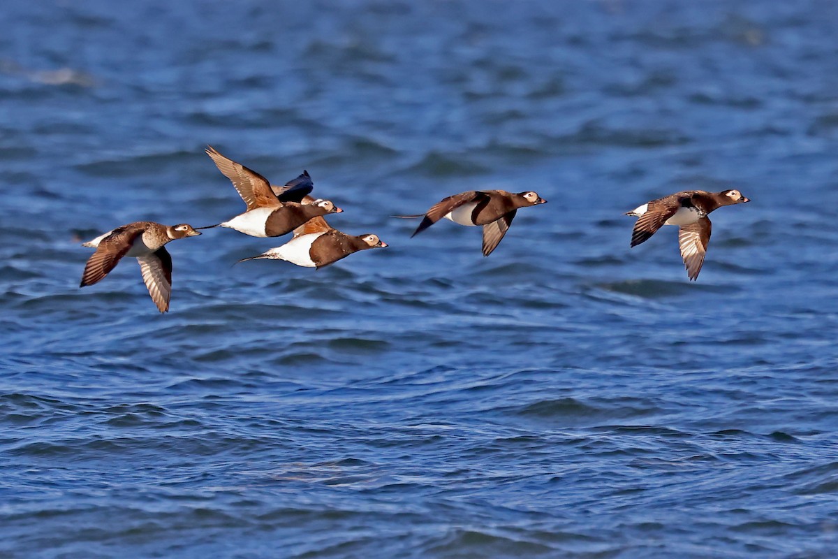 Long-tailed Duck - ML620791176
