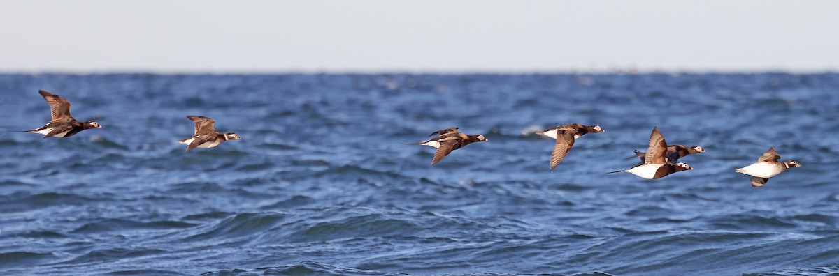 Long-tailed Duck - ML620791188