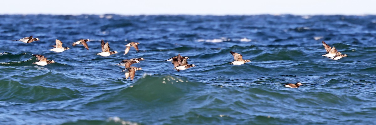 Long-tailed Duck - ML620791205