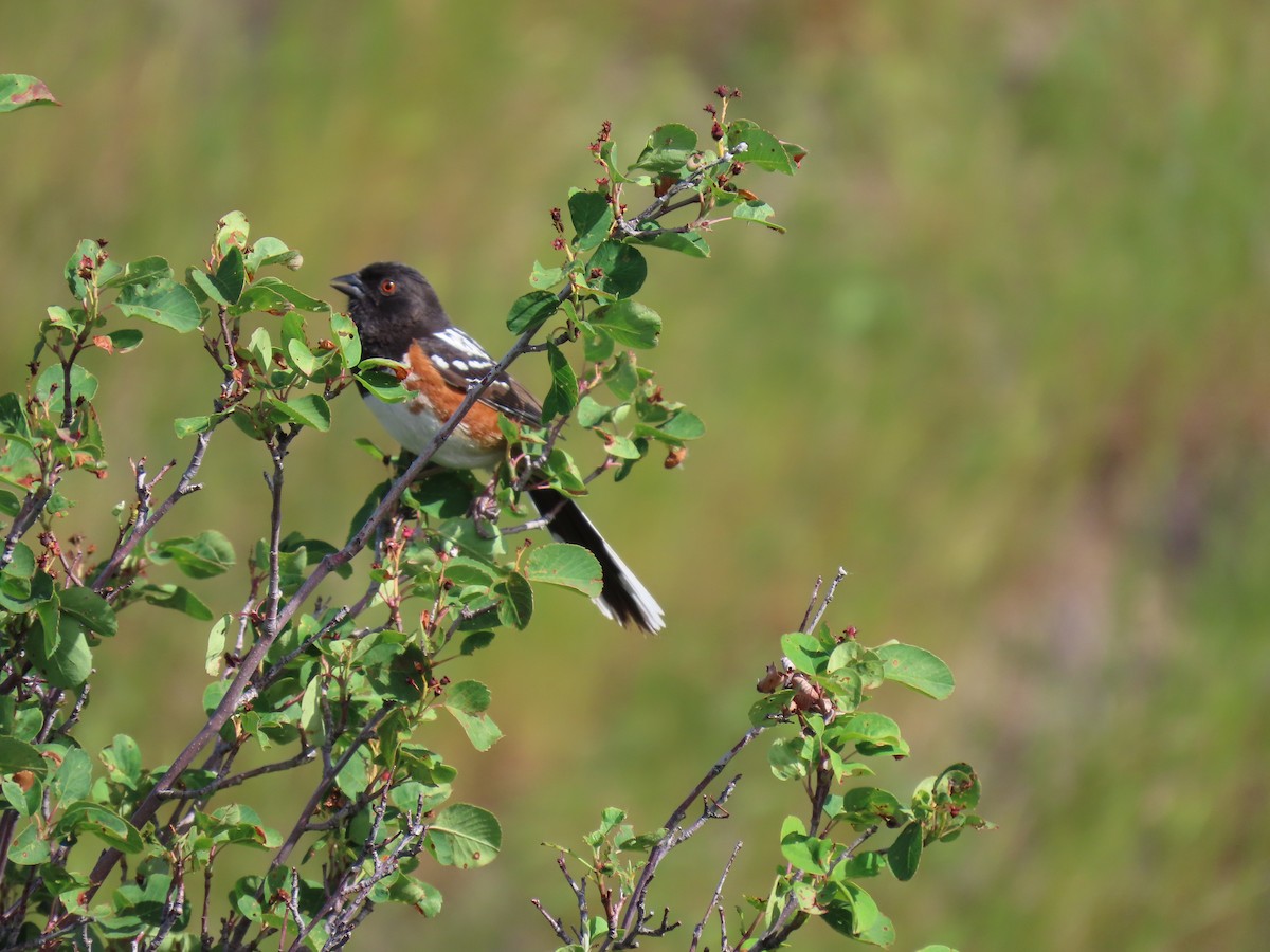 Spotted Towhee - ML620791206