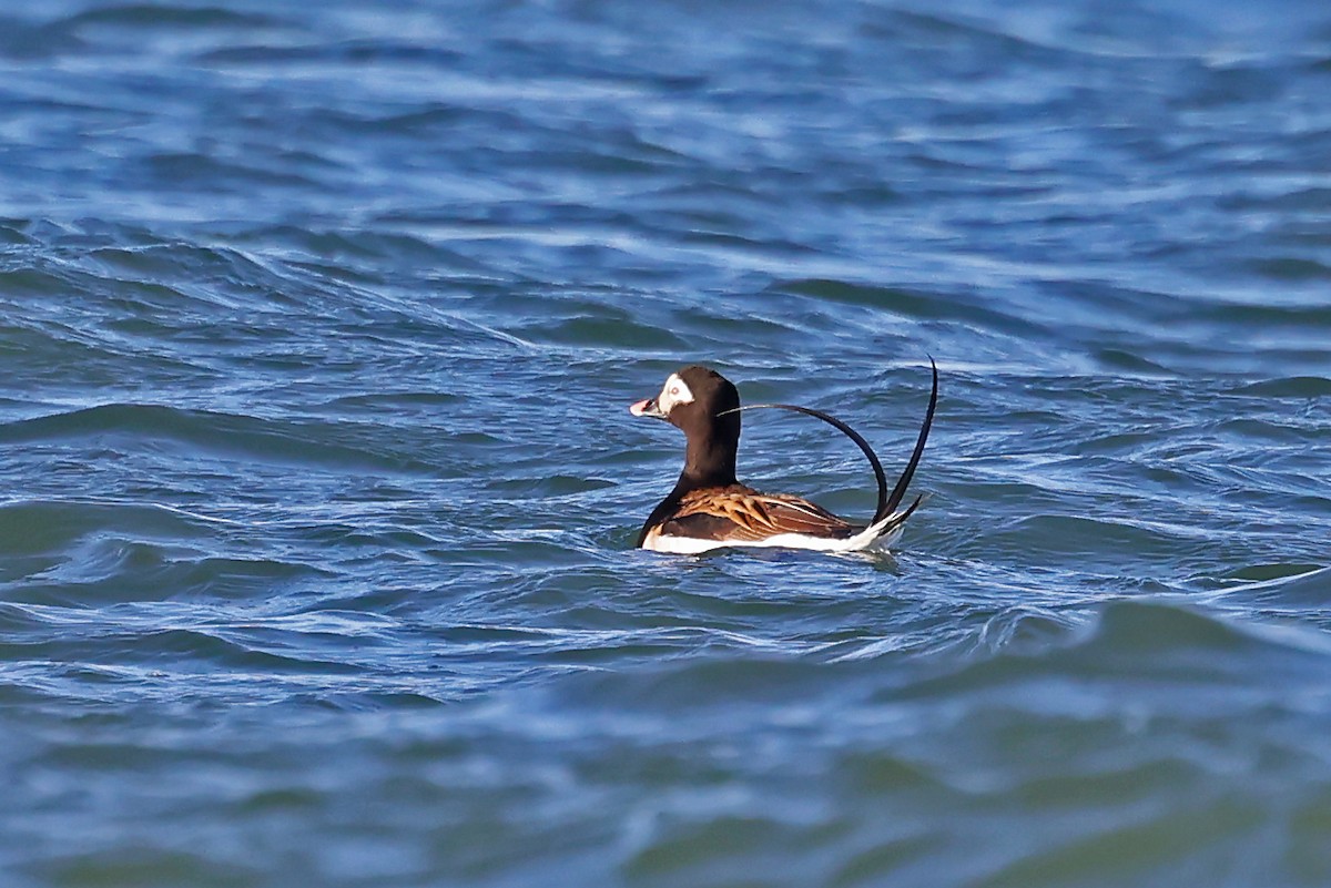 Long-tailed Duck - ML620791207