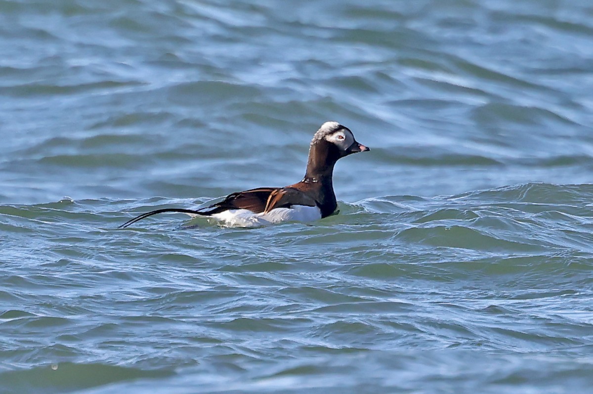 Long-tailed Duck - Phillip Edwards