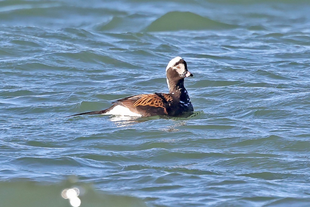 Long-tailed Duck - ML620791229
